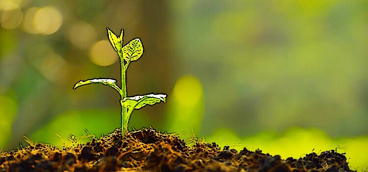 Seedling